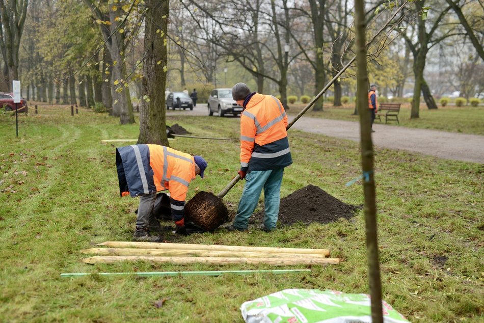 Lipy wracają do parku Poniatowskiego