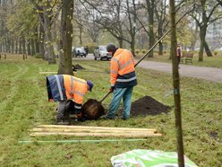 Lipy wracają do parku Poniatowskiego