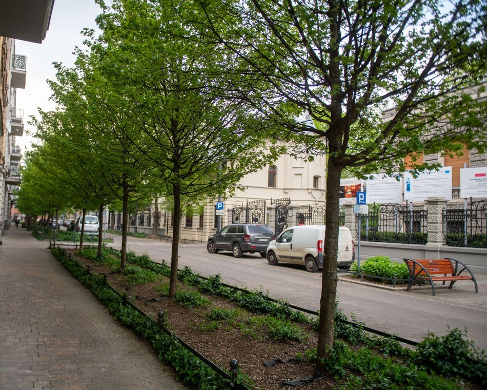 Łódź. Drzewa przy ul. 1 Maja w Łodzi