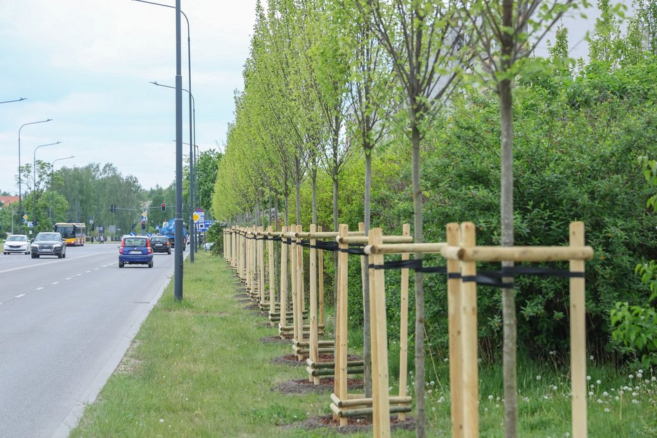 Łódź. Aż 100 nowych drzew na Olechowie w Łodzi! To Łodzianie wybrali lokalizację w plebiscycie