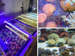 Łódź. Największy przemyt w historii udaremniony! Niemal 1000 koralowców uratowanych przez Orientarium