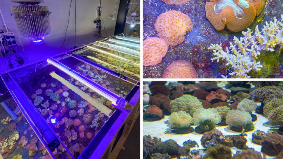 Łódź. Największy przemyt w historii udaremniony! Niemal 1000 koralowców uratowanych przez Orientarium