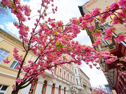 Przepiękne wiśnie kwitną na woonerfie Traugutta