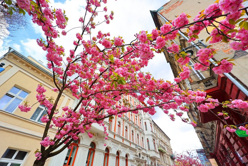 Przepiękne wiśnie kwitną na woonerfie Traugutta