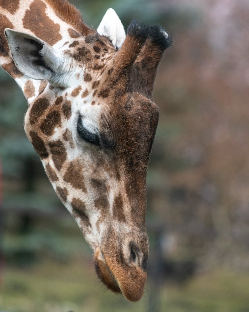 Orientarium Zoo Łódź