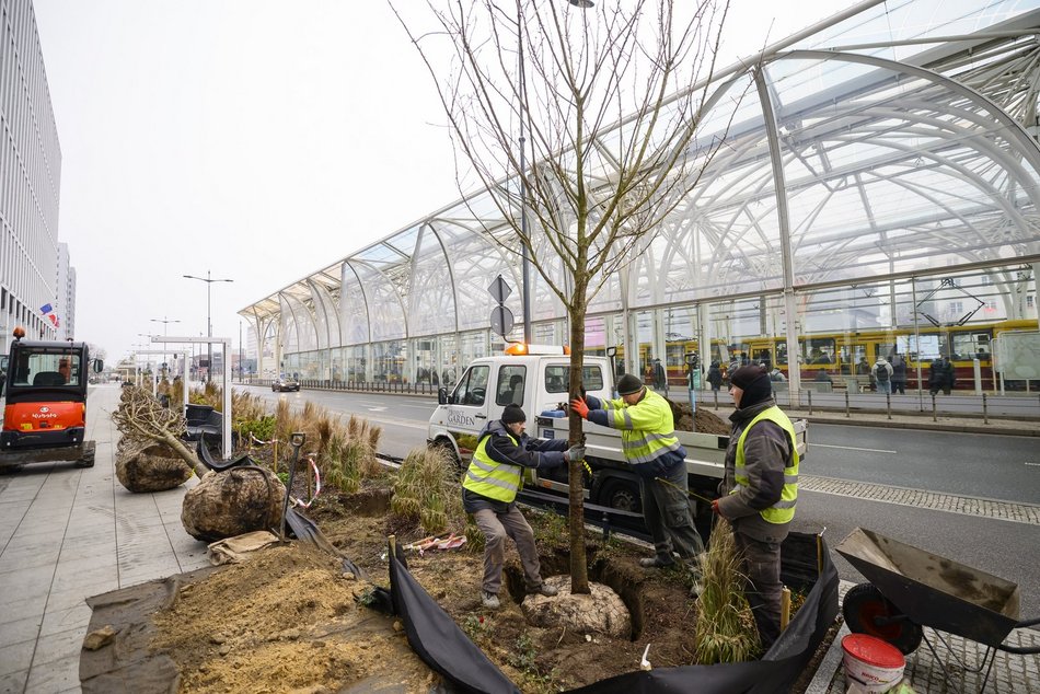 Wiśnie kanzan przy hotelu Hilton w Łodzi