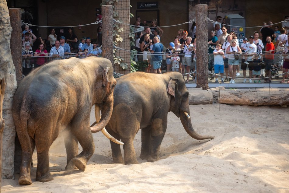 Łódź. Dzień Słonia w Orientarium Zoo Łódź. Tłumy łodzian i mnóstwo dobrej zabawy