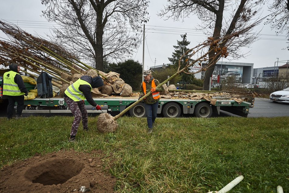 sadzenie drzew w mieście