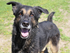 Łódź. Astro jest w schronisku w Łodzi zdecydowanie za długo. Podaruj mu szczęśliwą starość