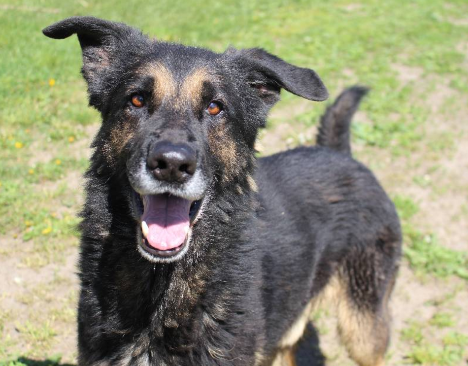 Łódź. Astro jest w schronisku w Łodzi zdecydowanie za długo. Podaruj mu szczęśliwą starość