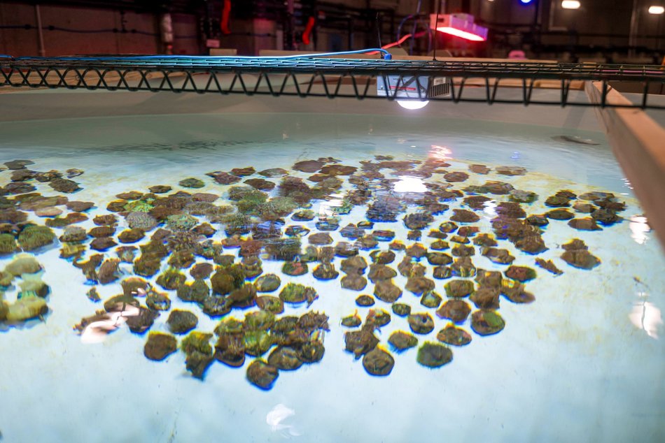 Łódź. Największy przemyt w historii udaremniony! Niemal 1000 koralowców uratowanych przez Orientarium