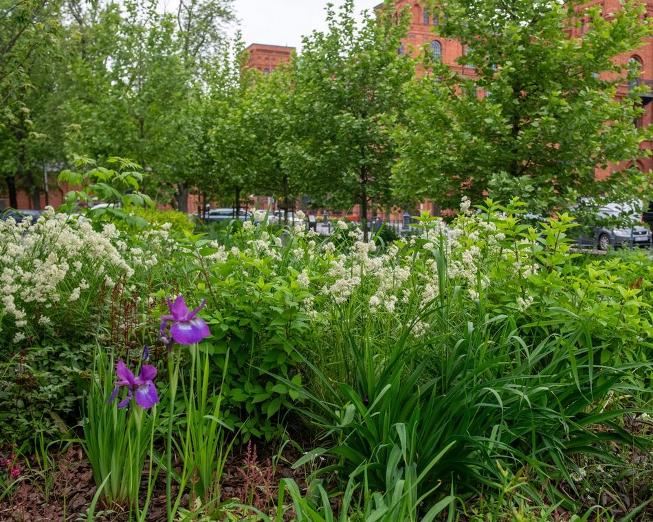 Łódź. Róże na skwerze WOŚP w Łodzi