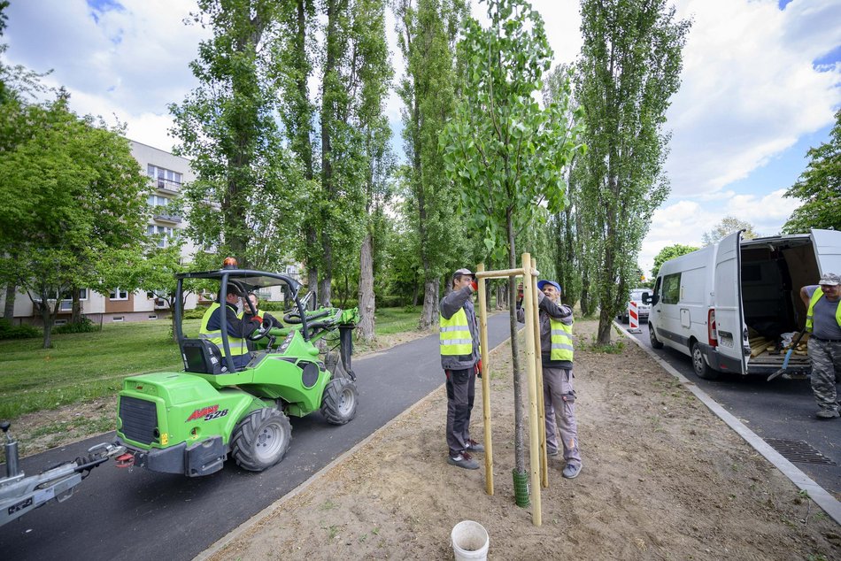 Nowe drzewa przy Maratońskiej w Łodzi. Będzie ich aż 70!
