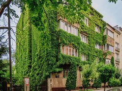 Łódź. To najbardziej zielona kamienica w Łodzi. Ten widok zapiera dech!
