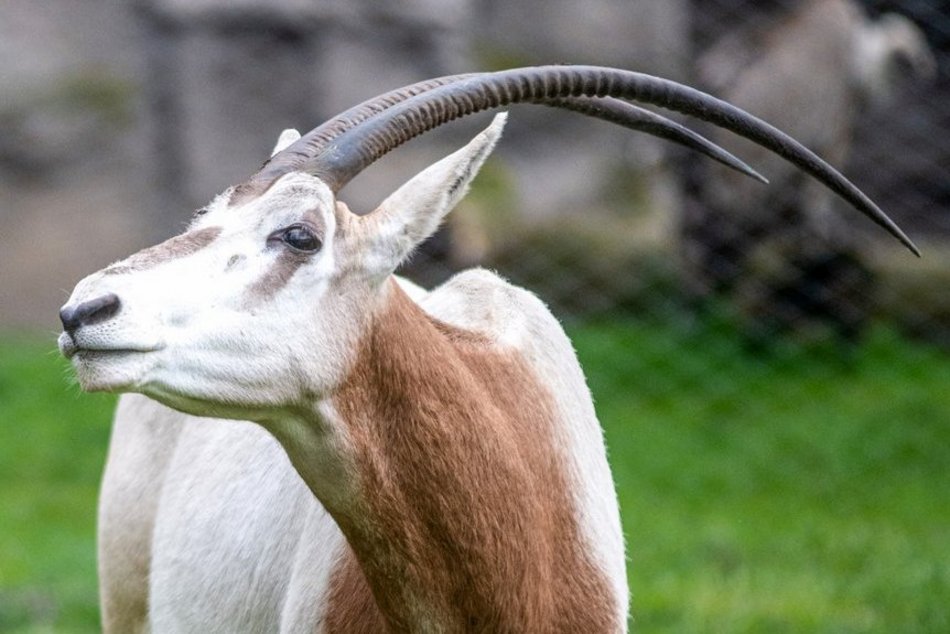 Ale ruch w Orientarium Zoo Łódź! Tutaj transfery zwierzaków trwają cały rok!