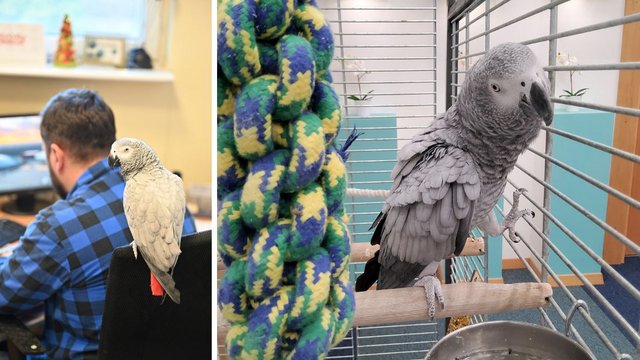 Papuga w siedzibie ZWiK. Pracownicy odmienili jej los! [ZDJĘCIA]