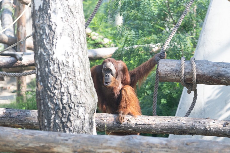 Orangutany hasają już na dworze! Nowy wybieg dla zwierzaków w Orientarium Zoo Łódź