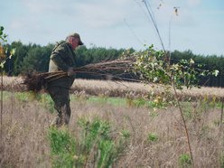 Łódź. Przybędzie aż 15 tysięcy nowych drzew