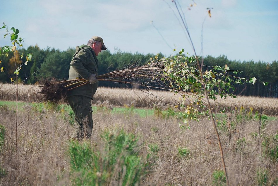 Łódź. Przybędzie aż 15 tysięcy nowych drzew