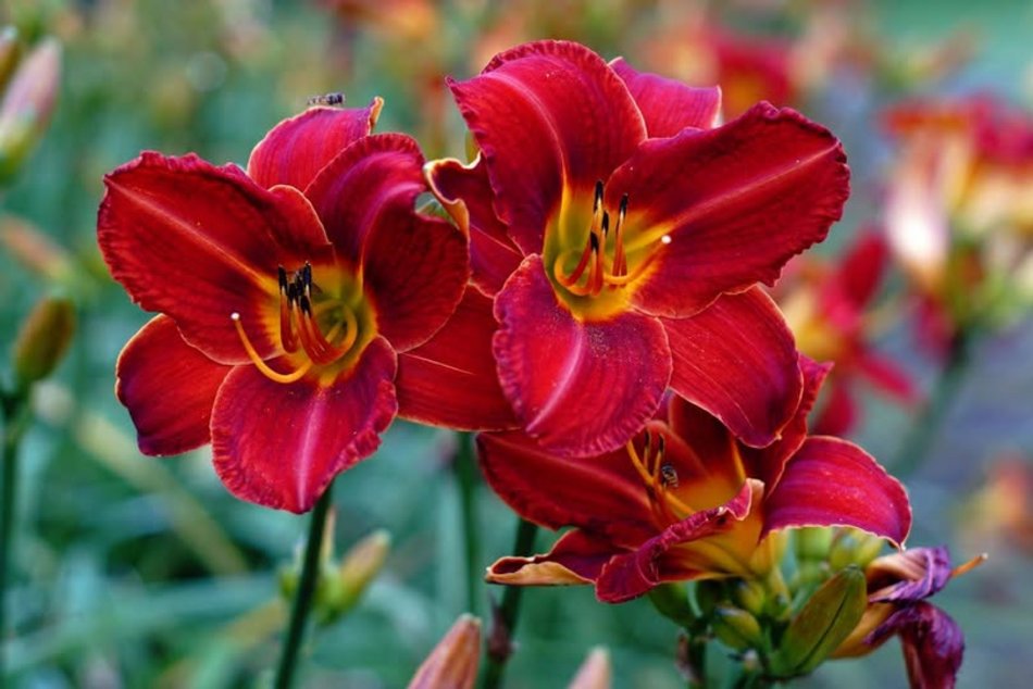 Łódź. Tydzień Liliowców w Ogrodzie Botanicznym w Łodzi. To prawie 16 tysięcy roślin!