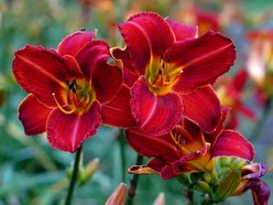 Łódź. Tydzień Liliowców w Ogrodzie Botanicznym w Łodzi. To prawie 16 tysięcy roślin!