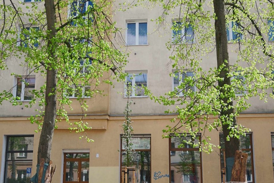 Łódź. Zielona rewolucja na Lutomierskiej w Łodzi. Posadzili ponad 20 nowych drzew!