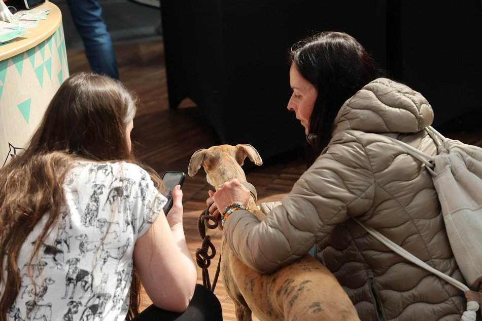 Łódź. Psi Targ w Manufakturze w Łodzi. Każdy miłośnik czworonogów znajdzie tu coś dla siebie