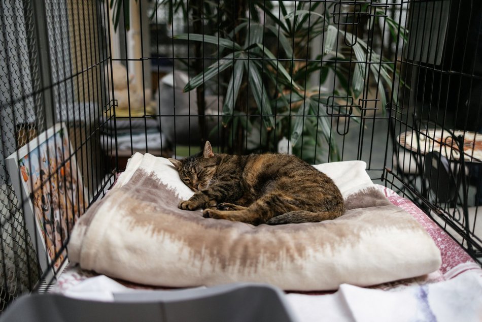 Łódź. Kocie walentynki w schronisku w Łodzi. Zobacz zdjęcia ze spotkania adopcyjnego