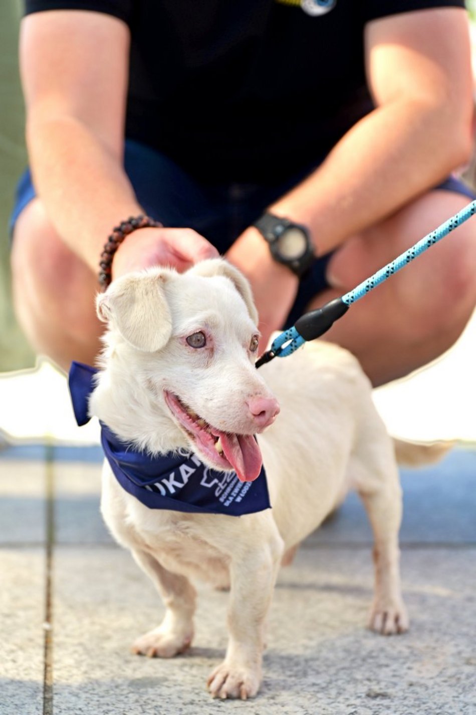 Łódź. Światowy Dzień Zwierząt na Starym Rynku w Łodzi. Psy, konie, a nawet... jerze!