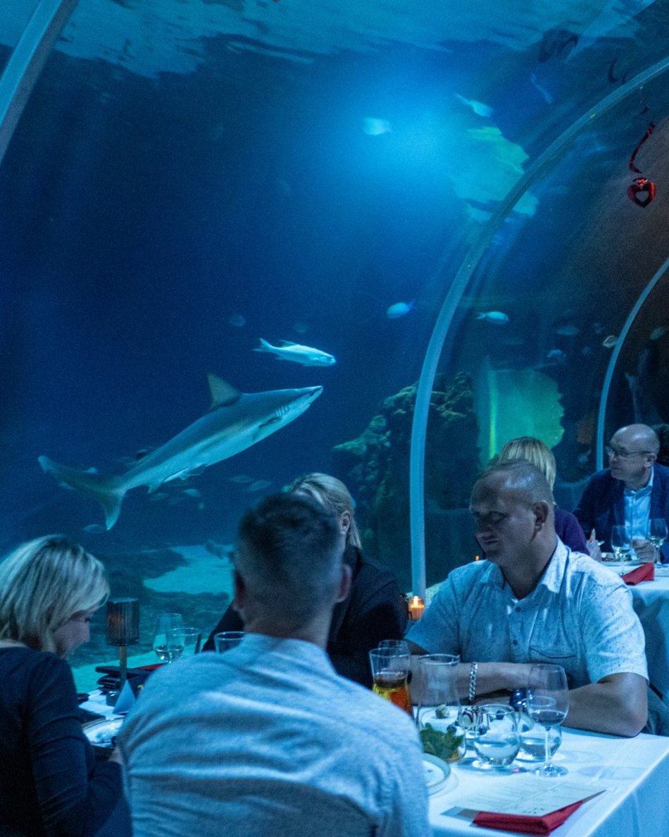 Łódź. Walentynki w Orientarium Zoo Łódź. Przysmaki, koncert na harfie i... zaręczyny