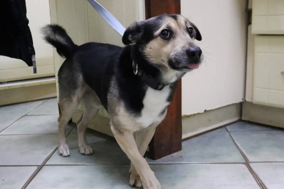 Schronisko w Łodzi. Zwierzęta, które trafiły tam w święta