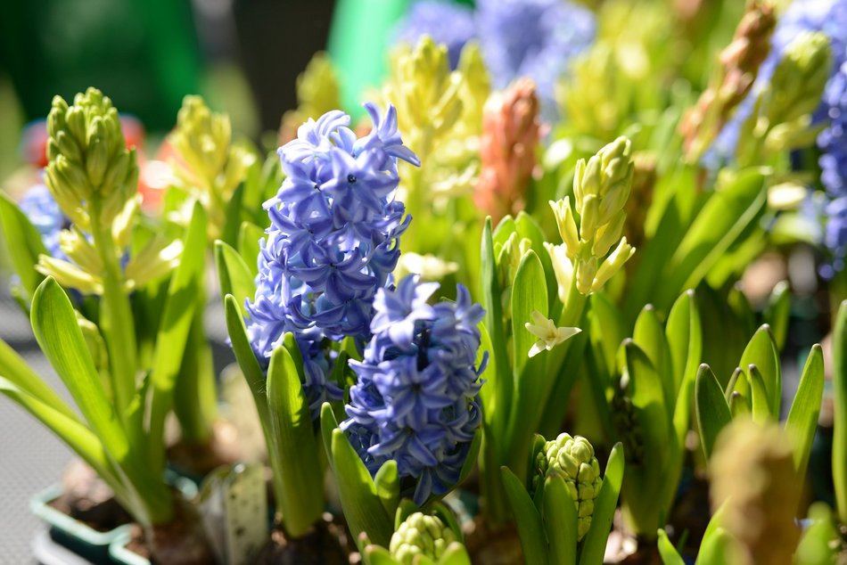 sadzenie zieleni na skwerze