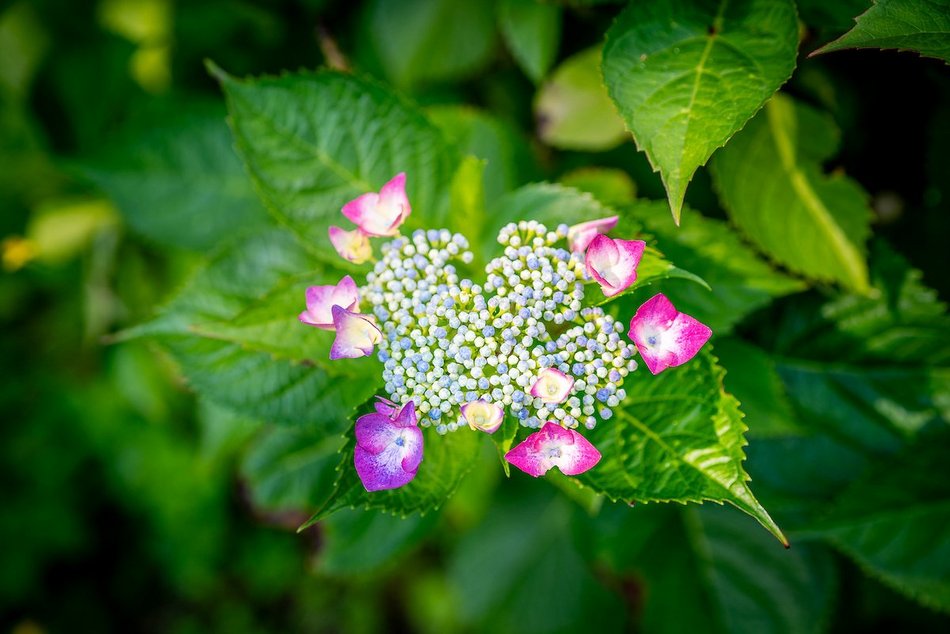 Łódź. Hortensje opanowały Ogród Botaniczny w Łodzi! To prawdziwa feeria barw