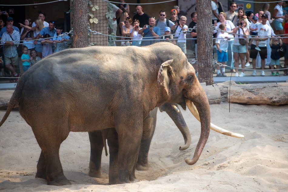 Łódź. Dzień Słonia w Orientarium Zoo Łódź. Tłumy łodzian i mnóstwo dobrej zabawy