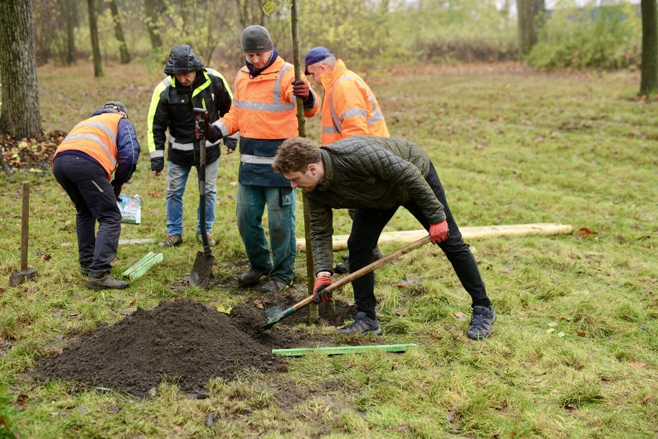 Lipy wracają do parku Poniatowskiego
