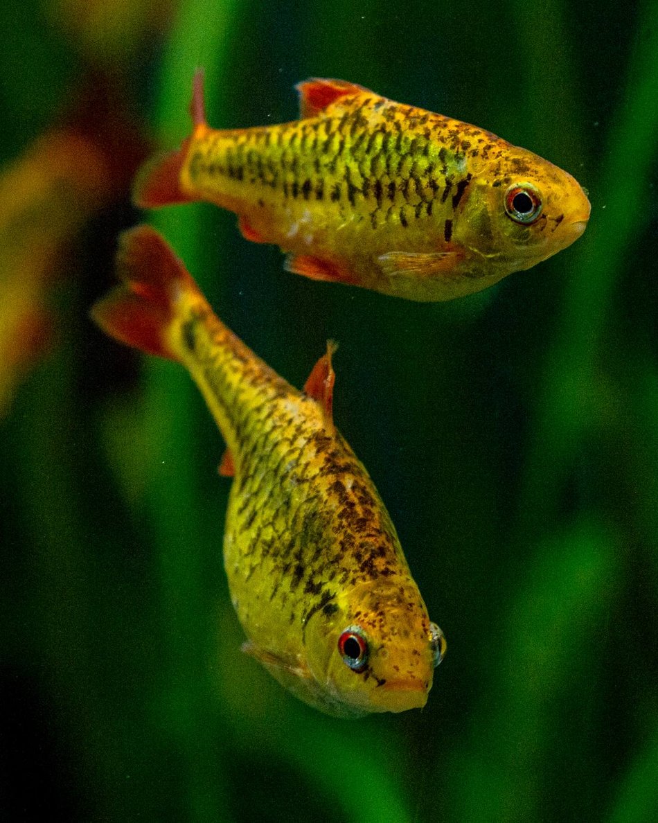 Łódź. Brzanka brokatowa