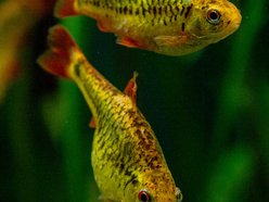 Łódź. Brzanka brokatowa