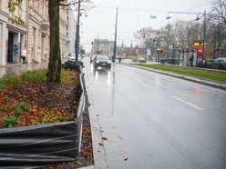 Chronimy rośliny na zimę w Łodzi. Zobacz, co pomoże im przetrwać