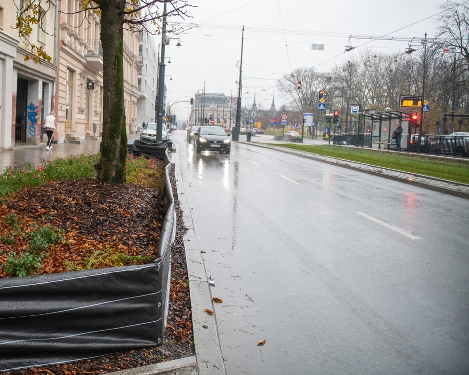 Chronimy rośliny na zimę w Łodzi. Zobacz, co pomoże im przetrwać