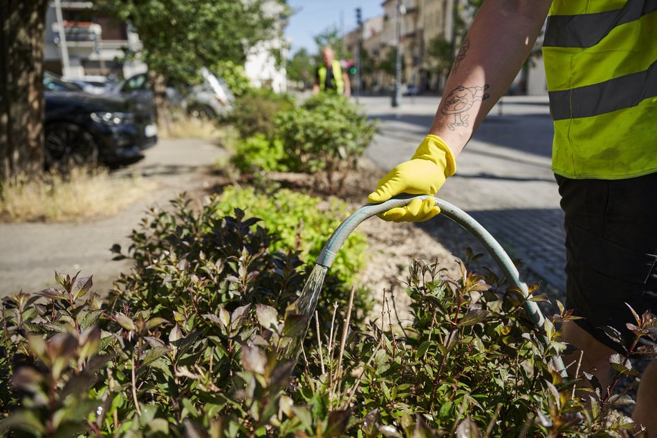 Łódź. Walka z suszą w Łodzi. Miasto intensywnie podlewa młodą zieleń