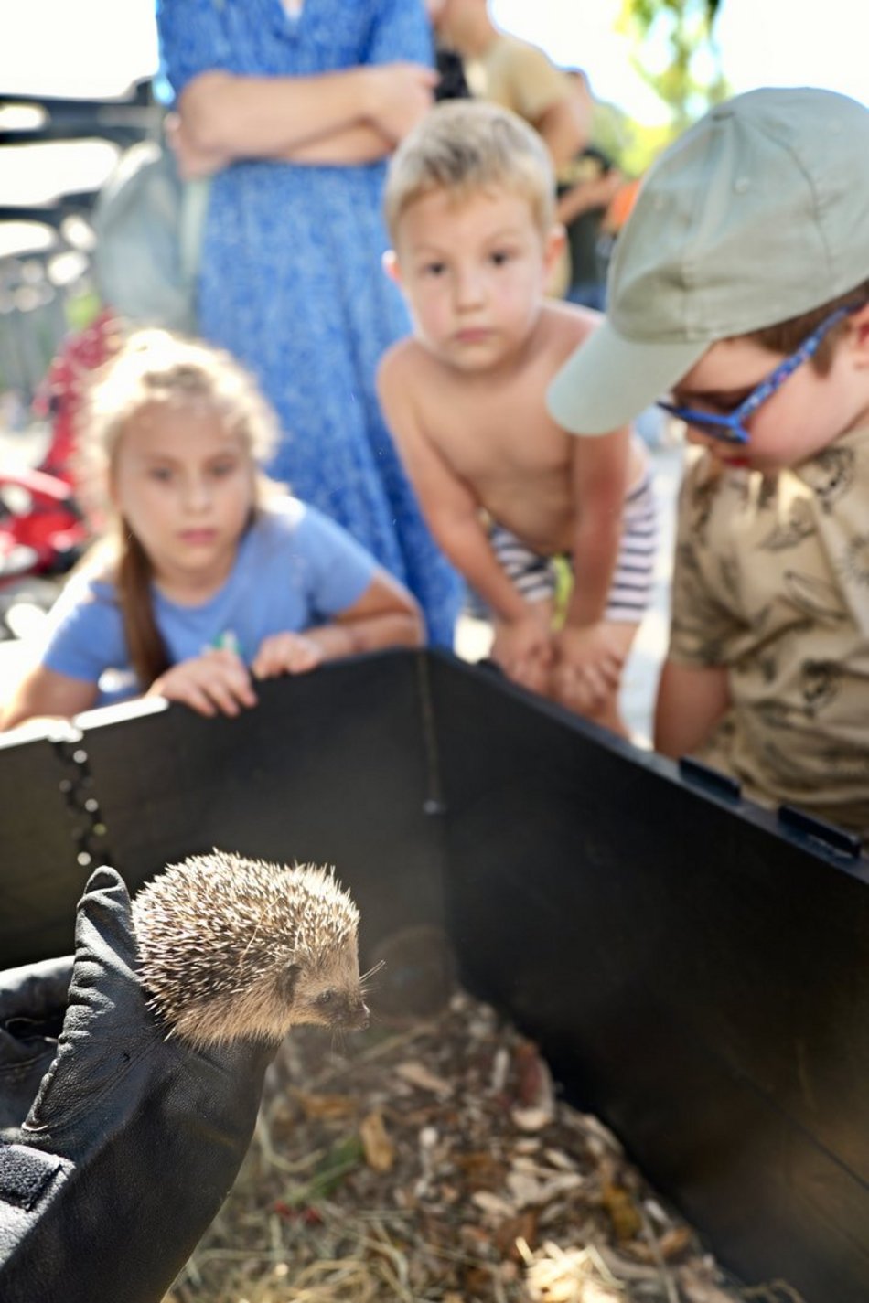 Łódź. Światowy Dzień Zwierząt na Starym Rynku w Łodzi. Psy, konie, a nawet... jerze!