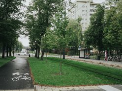 Łódź. Kilkaset nowych drzew przy Wojska Polskiego w Łodzi. Ulica zmienia się w zielony trakt