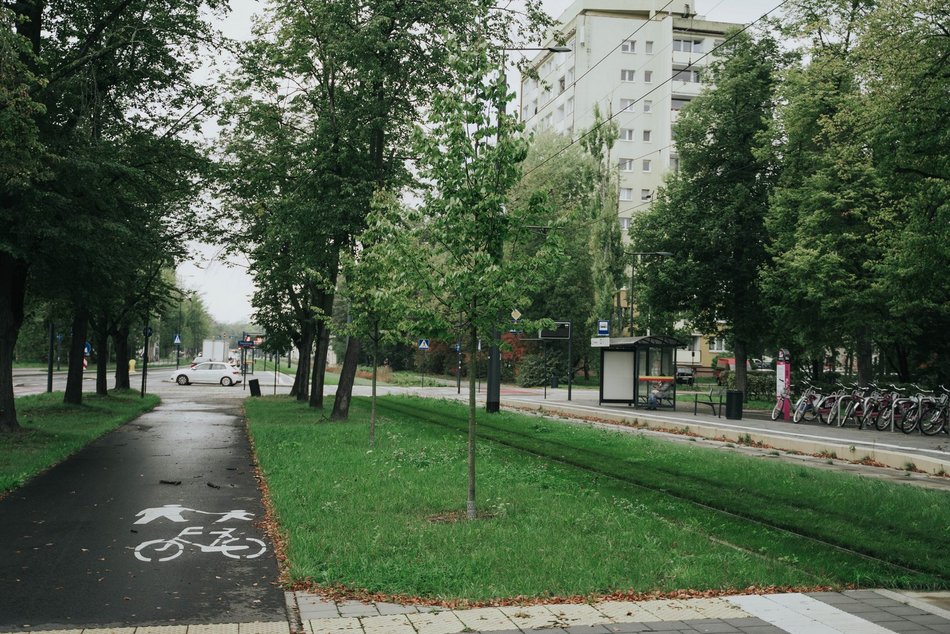 Łódź. Kilkaset nowych drzew przy Wojska Polskiego w Łodzi. Ulica zmienia się w zielony trakt