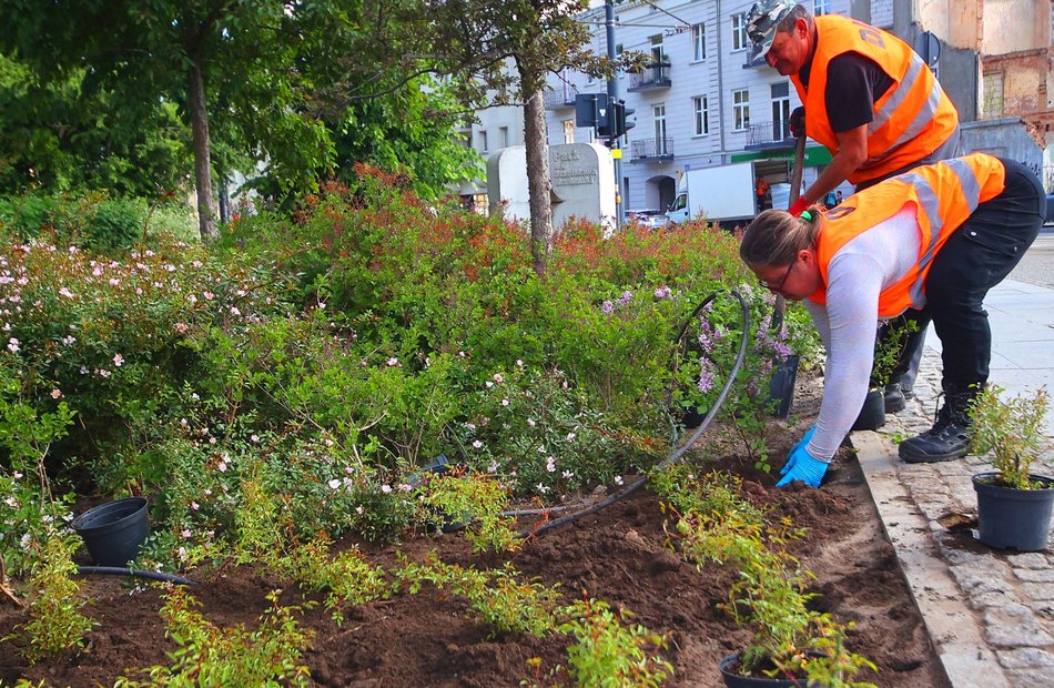 Łódź. Kolorowy bez opanował Park Moniuszki w Łodzi! Szykuje się fioletowo-biała wiosna!