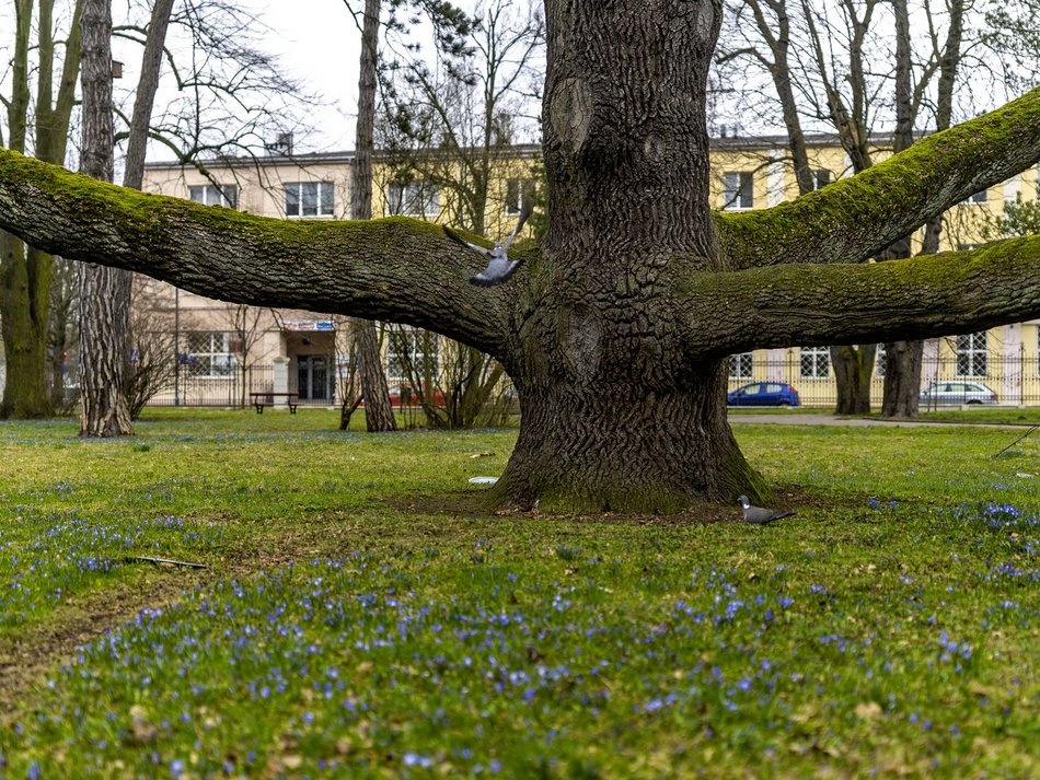 Cebulice i śnieżniki w parku Klepacza