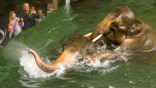 Dzień Słonia w Orientarium Zoo Łódź. Świętuj razem z tymi olbrzymami!