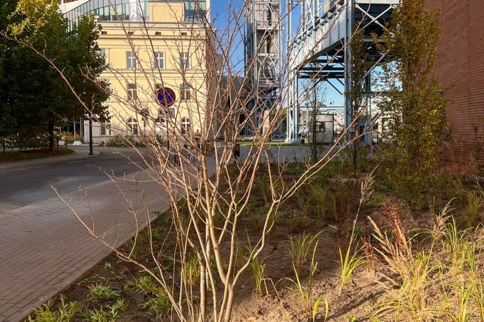 Nowy zieleniec przy Sass-Zdort, tuż przy Bibliotece Tuvim