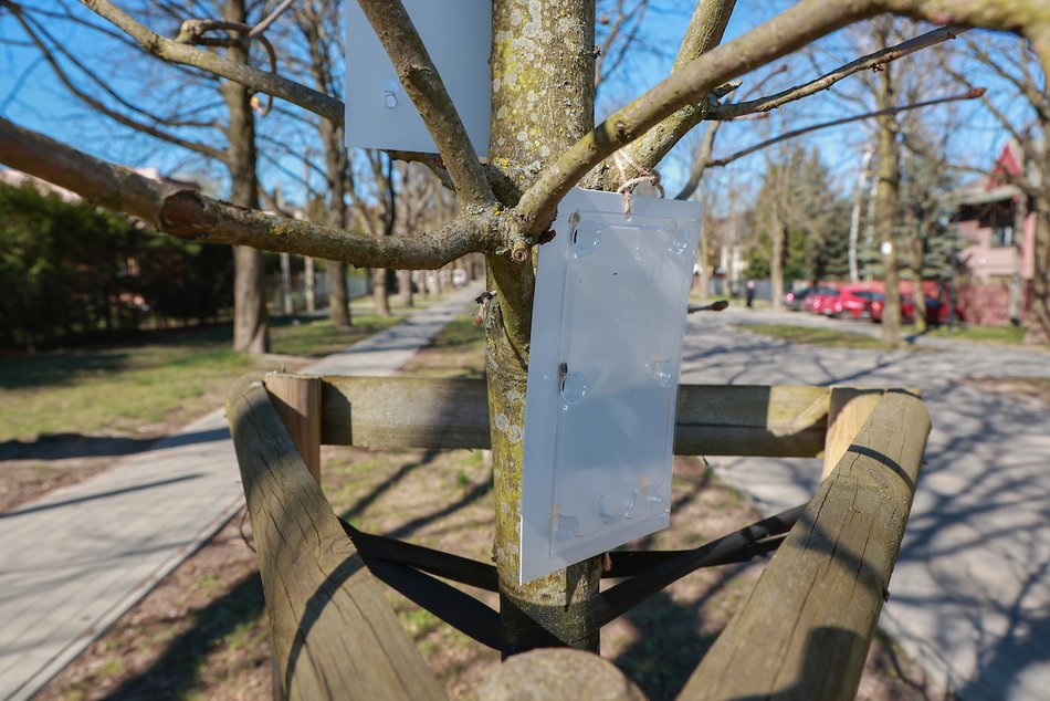 Łódź. Chronimy kasztanowce! Pułapki feromonowe na drzewach odstraszą szkodniki