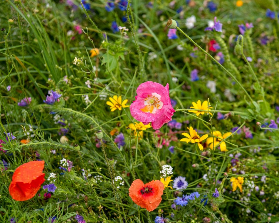 Łąka kwietna przy ASP