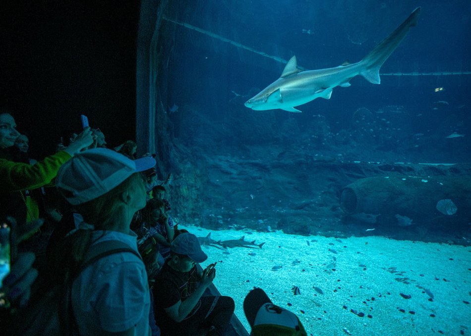 Rekiny w Orientarium Zoo Łódź